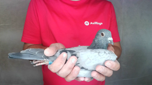 Pigeon image