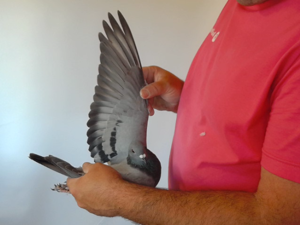 Pigeon image