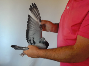 Pigeon image