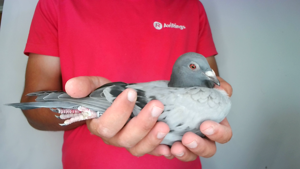 Pigeon image
