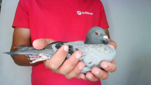 Pigeon image