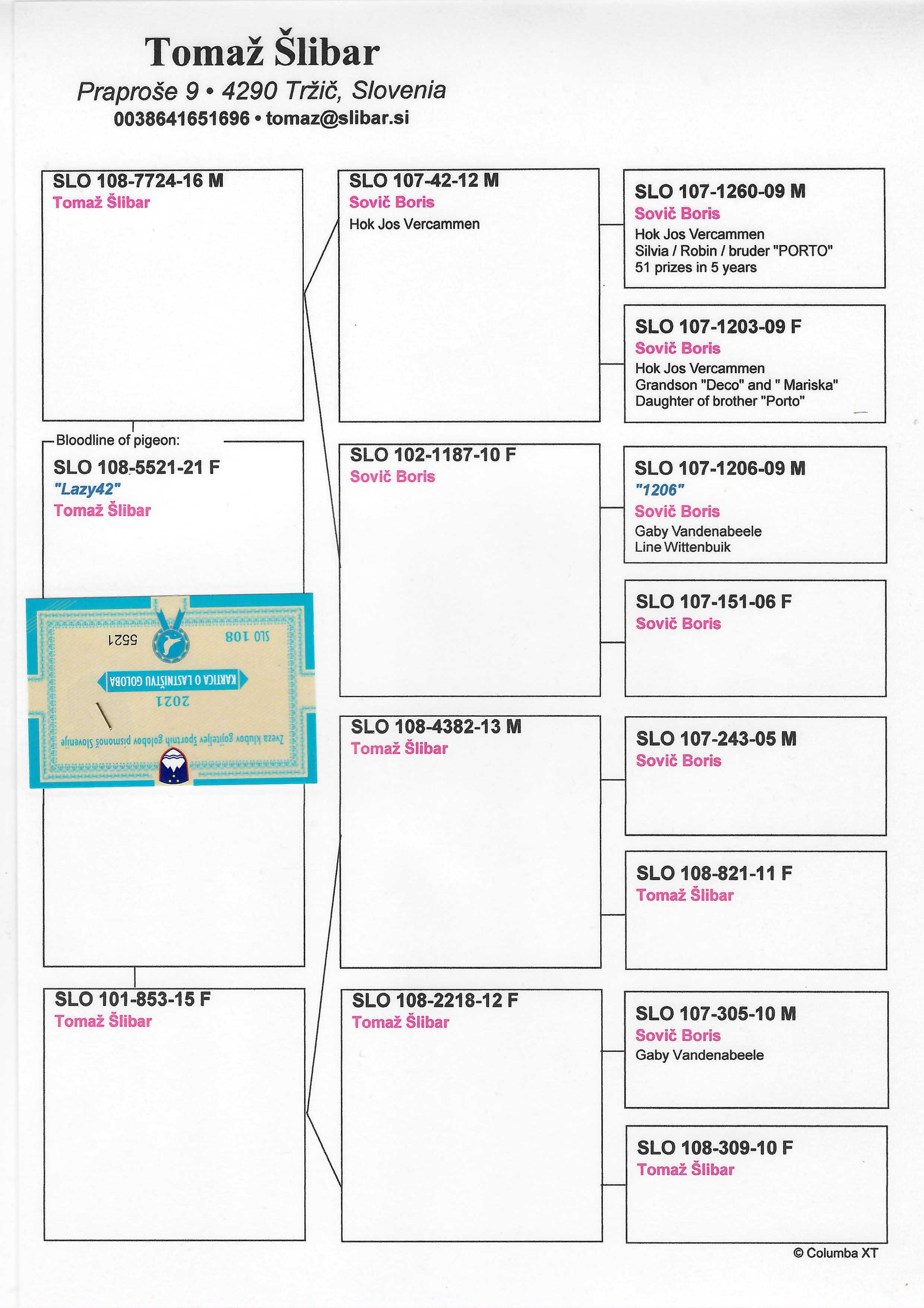 Pigeon pedigree image
