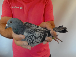 Pigeon image