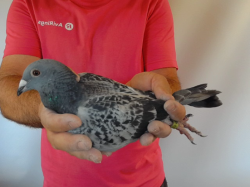 Pigeon image