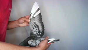 Pigeon image