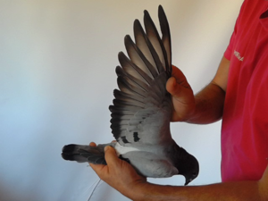 Pigeon image