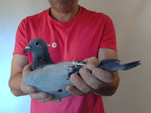 Pigeon image