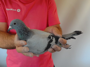 Pigeon image