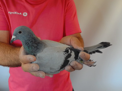 Pigeon image
