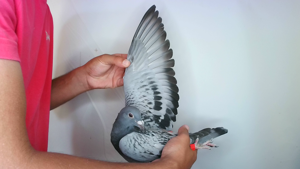 Pigeon image