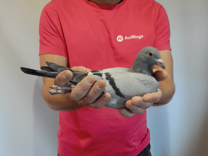 Pigeon image