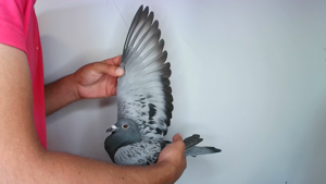 Pigeon image