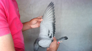 Pigeon image