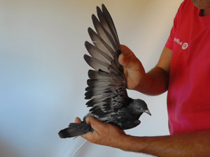 Pigeon image
