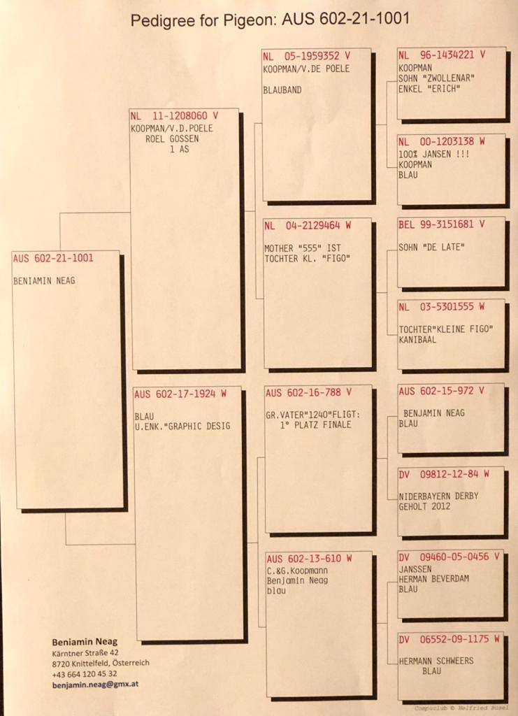 Pigeon pedigree image