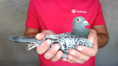 Pigeon image
