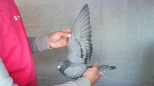 Pigeon image