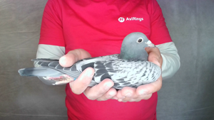 Pigeon image