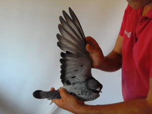 Pigeon image