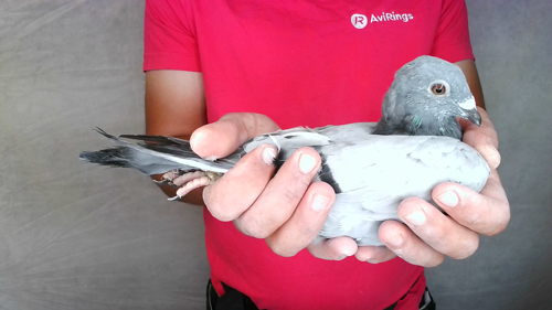 Pigeon image