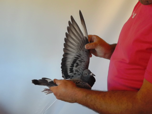 Pigeon image