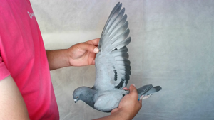Pigeon image