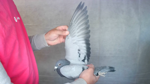 Pigeon image