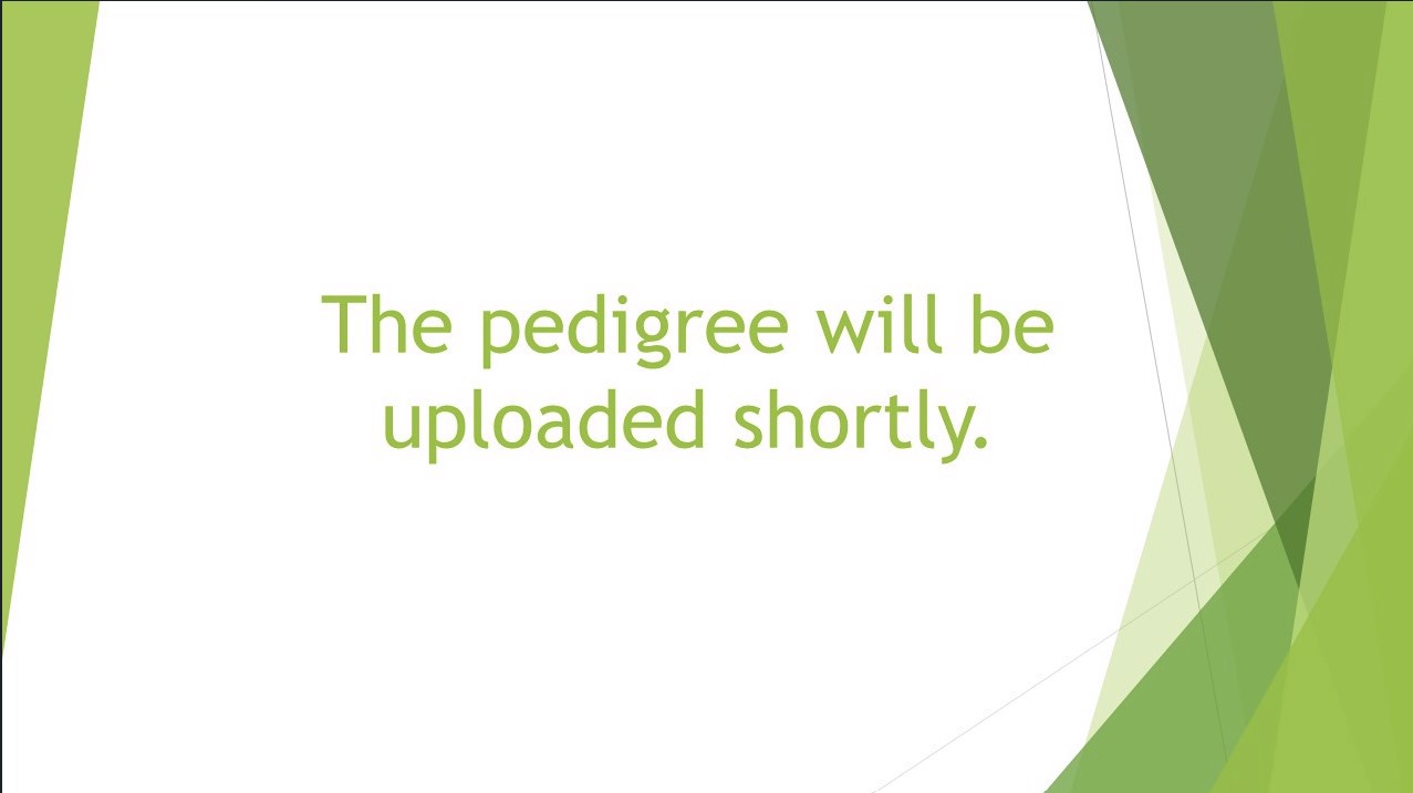 Pigeon pedigree image