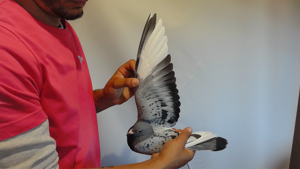 Pigeon image