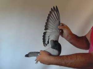 Pigeon image
