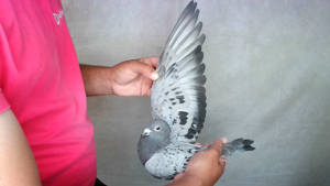 Pigeon image