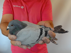 Pigeon image