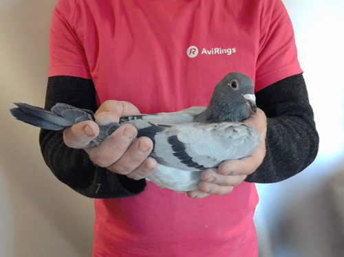 Pigeon image