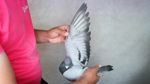 Pigeon image