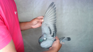 Pigeon image