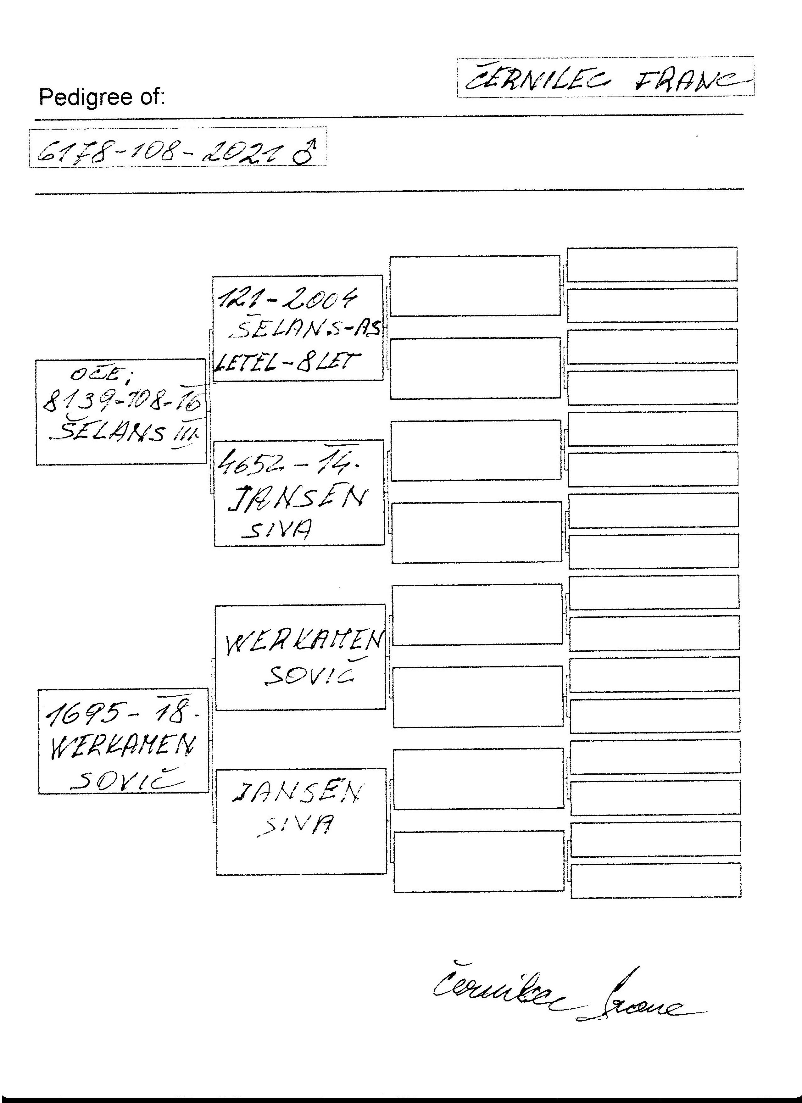 Pigeon pedigree image