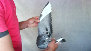 Pigeon image