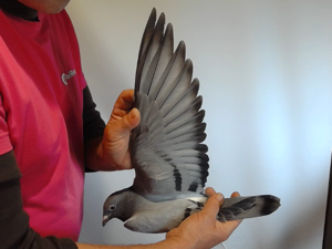 Pigeon image