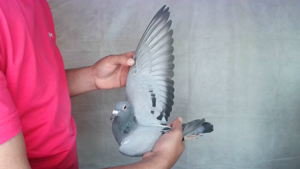 Pigeon image