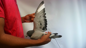 Pigeon image