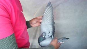 Pigeon image