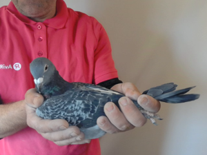Pigeon image