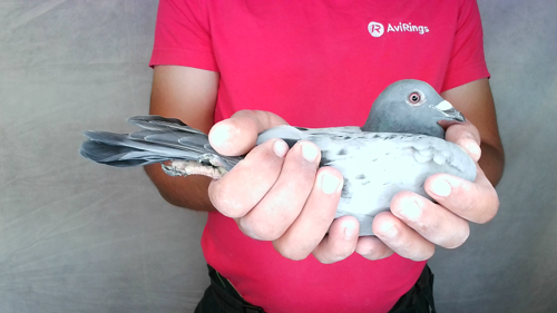 Pigeon image
