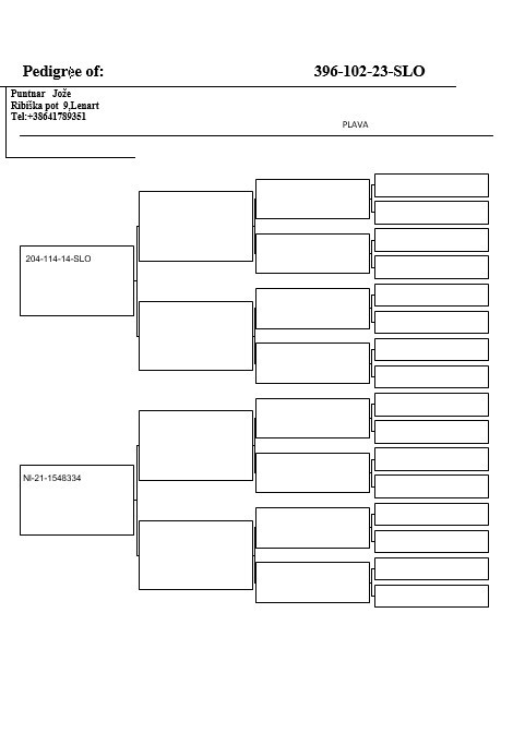 Pigeon pedigree image