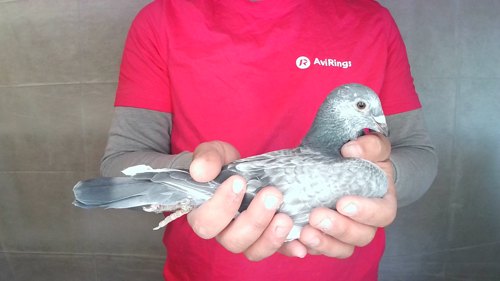 Pigeon image