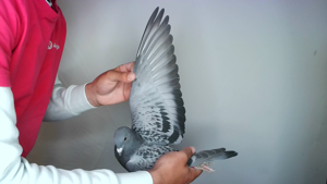 Pigeon image