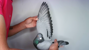 Pigeon image