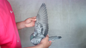 Pigeon image
