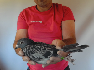 Pigeon image
