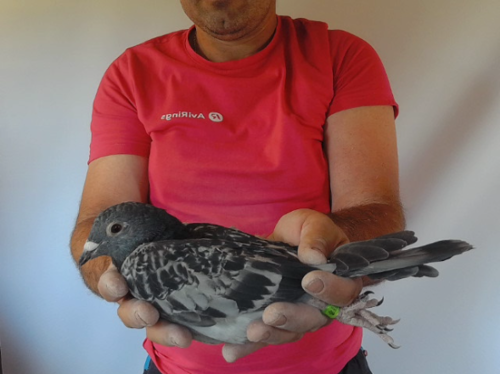 Pigeon image